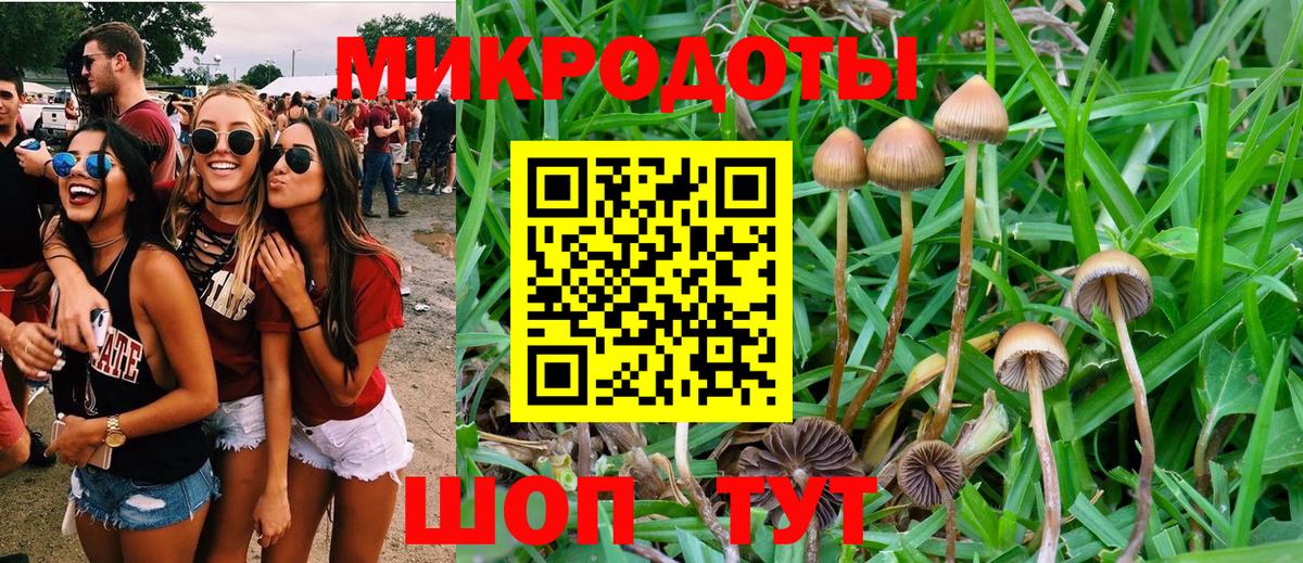 Галлюциногенные грибы Psilocybine cubensis Камышлов